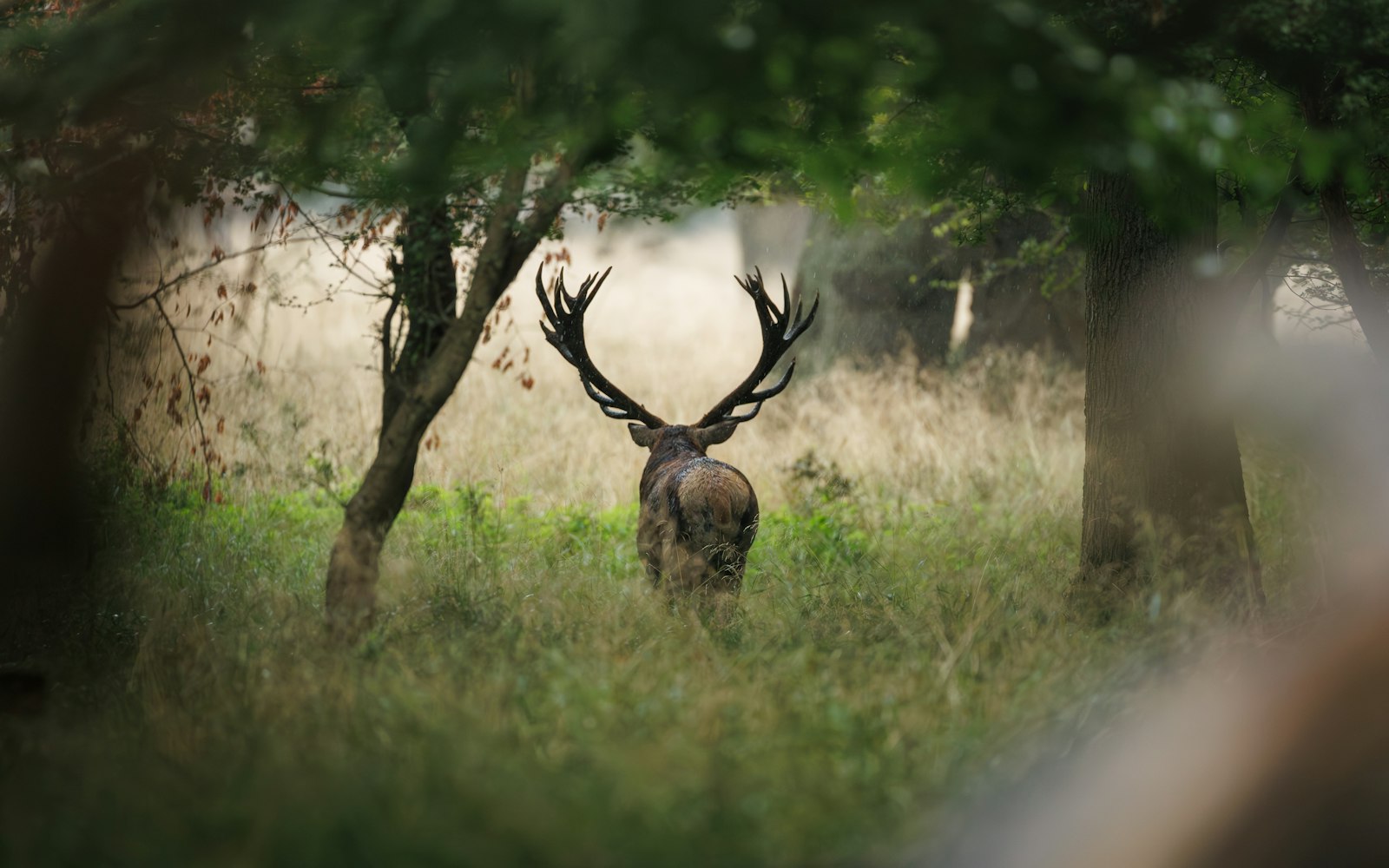 Deer in New Zealand